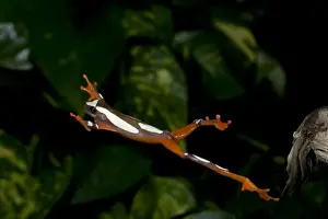 Anuran Prints: Clown Treefrog, Hyla leucophylatta, Native to Surinam