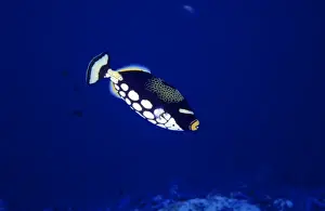Deep Prints: Clown triggerfish (Balistoides conspicillum) at New Drop-off (West Ngemelis Wall)