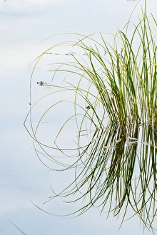 Michigan Prints: Clump of grass reflected on Red Jack Lake, Hiawatha National Forest, Upper Peninsula