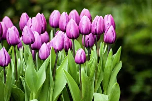 Bunch Prints: A cluster of purple tulips agains green background