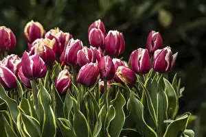 Bunch Prints: A cluster of red and white tulips with yellow and green striped leaves