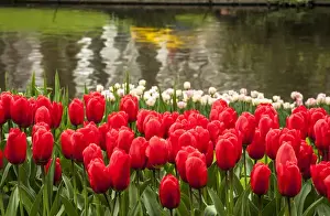Images Dated 20th April 2012: Cluster of tulips in reds and whites with colorful reflection in the lake
