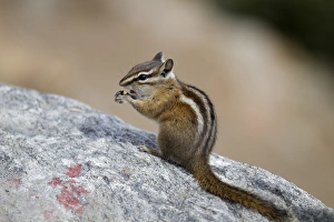 Images Dated 4th October 2011: CO, Rocky Mountain National Park, chipmunk at Rainbow Curve along highway 34