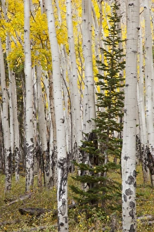 Images Dated 5th October 2011: CO, Rocky Mountain National Park, Moraine Park, Fir tree surrounded by Aspen trees