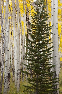 Public Prints: CO, Rocky Mountain National Park, Moraine Park, Fir tree surrounded by Aspen trees