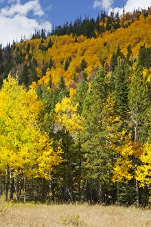 Images Dated 4th October 2011: CO, Rocky Mountain National Park, view along highway 34 near Beaver Ponds