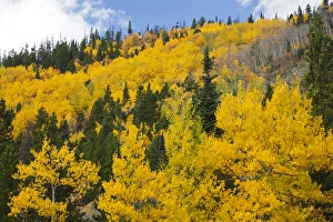 Images Dated 4th October 2011: CO, Rocky Mountain National Park, view along highway 34 near Beaver Ponds