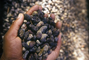 St Lucia Prints: Coaco beans at Fond Deux Estate, St Lucia, Caribbean