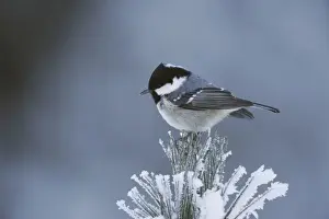 Farm Land Prints: Coal Tit (Parus ater), adult perched on frost covered Swiss Stone Pine by minus 15 Celsius