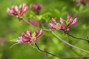 Images Dated 22nd January 2021: Coast Azalea