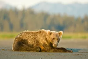 A coastal brown bear takes a break while salmon fishing at Silver Salmon Creek in Lake Clark NP