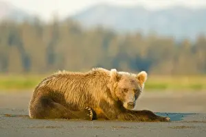 Rest Prints: A coastal brown bear takes a break while salmon fishing at Silver Salmon Creek in Lake Clark NP