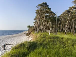 Germany Collection: Coastal forest at the Weststrand (western beach) on the Darss Peninsula