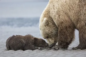 Mother Prints: Coastal Grizzly bear cub (ursus arctos) begs for a clam from its mother
