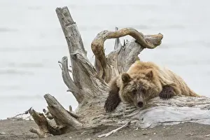 Images Dated 26th July 2015: Coastal Grizzly Bear (ursus arctos) Hangs out on a tree stump, Alaska