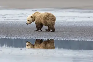 Flat Prints: Coastal Grizzly bear (ursus arctos horribilis) walks along mud flats