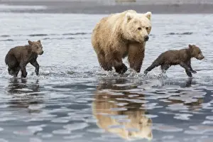 Images Dated 27th July 2015: Coastal Grizzly bear (ursus arctos) mother and cubs run across mud flat