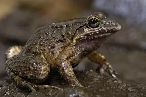 Coastal mud frog (Leptodactylus ventrimaculatus) Subtropical Coastal ECUADOR. South