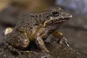 Looking At Camera Prints: Coastal mud frog (Leptodactylus ventrimaculatus) Subtropical Coastal ECUADOR. South