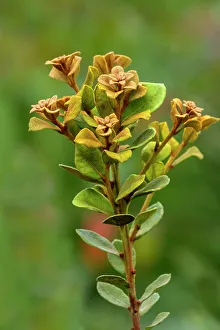 Bokeh Prints: Coastal plain staggerbush