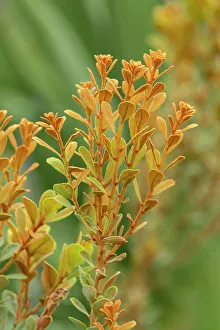 Bokeh Prints: Coastal plain staggerbush