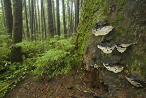 Images Dated 10th February 2008: Coastal Temperate Rainforest on Trail to Third Beach, Olympic National Park, Washington
