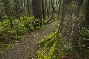 Images Dated 10th February 2008: Coastal Temperate Rainforest on Trail to Third Beach, Olympic National Park, Washington
