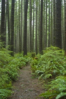 Images Dated 10th February 2008: Coastal Temperate Rainforest on Trail to Third Beach, Olympic National Park, Washington