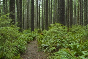 Images Dated 10th February 2008: Coastal Temperate Rainforest on Trail to Third Beach, Olympic National Park, Washington