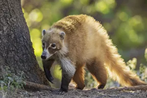 Diurnal Prints: Coatimundi