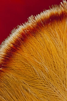 Images Dated 1st November 2011: Cock-of-the-Rock feathers on top of head