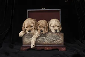 Puppy Prints: Cocker spaniel puppies in box