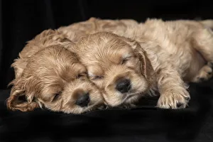 Blanket Prints: Cocker spaniel puppies sleeping