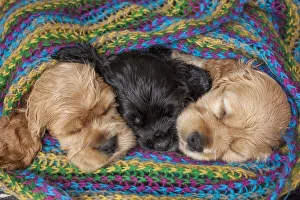 Blanket Prints: Cocker spaniel puppies sleeping in blanket