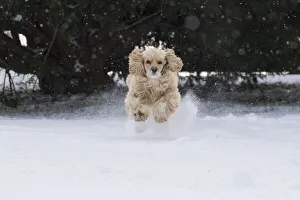 Breed Prints: Cocker spaniel running in snow