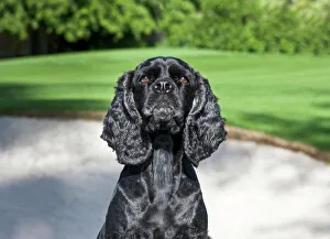 Sporting Group Prints: Cocker Spaniel sitting near a sand trap on a golf course