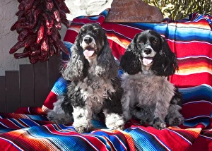 Trust Prints: Two Cocker Spaniels sitting on a Mexican blanket