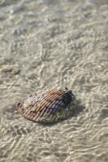 Prints of Cockle shell in the water, Honeymoon Island State Park, Dunedin, Florida, USA Images Dated 2017 December: Cockle shell in the water, Honeymoon Island State Park, Dunedin, Florida, USA