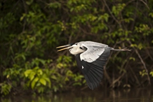 Rupununi Prints: Cocoi Heron (Ardea cocoi) Savannah Rupununi, Guyana