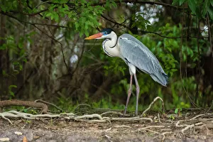 Mato Grosso Prints: A Cocoi Heron, Ardea Cocoi, stands in a rain forest. Mato Grosso Do Sul State, Brazil