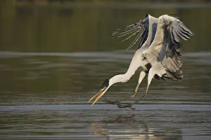 Heron Prints: Cocoi Heron pouncing