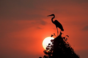 Mato Grosso Prints: Cocoi heron, silhouetted at sunset, Mato Grosso, Pantanal, Brazil, South America