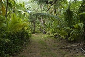Coconut grove on Desroches Island