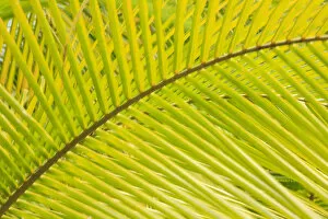 Coconut Palm Fronds, Honduras, Central America