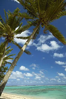 Oceania Prints: Coconut palm trees and beach, Takitimu District, Rarotonga, Cook Islands, South Pacific