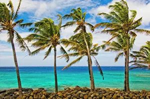 Turquoise Prints: Coconut palm trees (Cocos nucifera) swaying in tropical breeze on Hawaiian coast