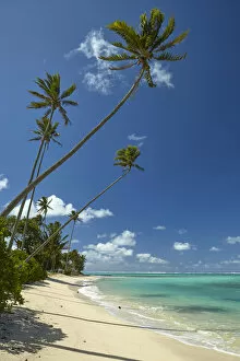 Coconut palm trees and Pacific Ocean, Rarotonga, Cook Islands, South Pacific