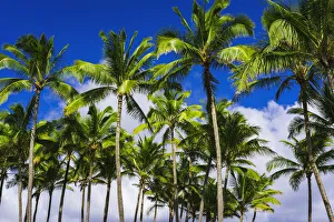Hawaiian Prints: Coconut palms, Kapaa, Kauai, Hawaii, USA