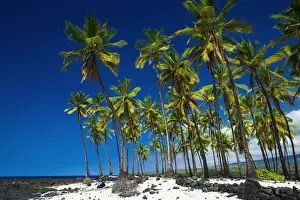 Coconut palms at Pu uhonua O Honaunau National Historic Park (City of Refuge)