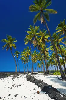 Verdant Prints: Coconut palms at Pu uhonua O Honaunau National Historic Park (City of Refuge)